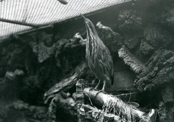 Ein Rohrdommel im Londoner Zoo, Juni 1922